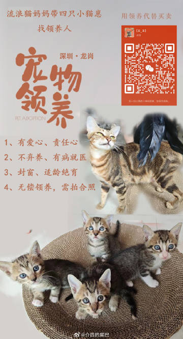 猫在线代理，揭开网络世界的神秘面纱