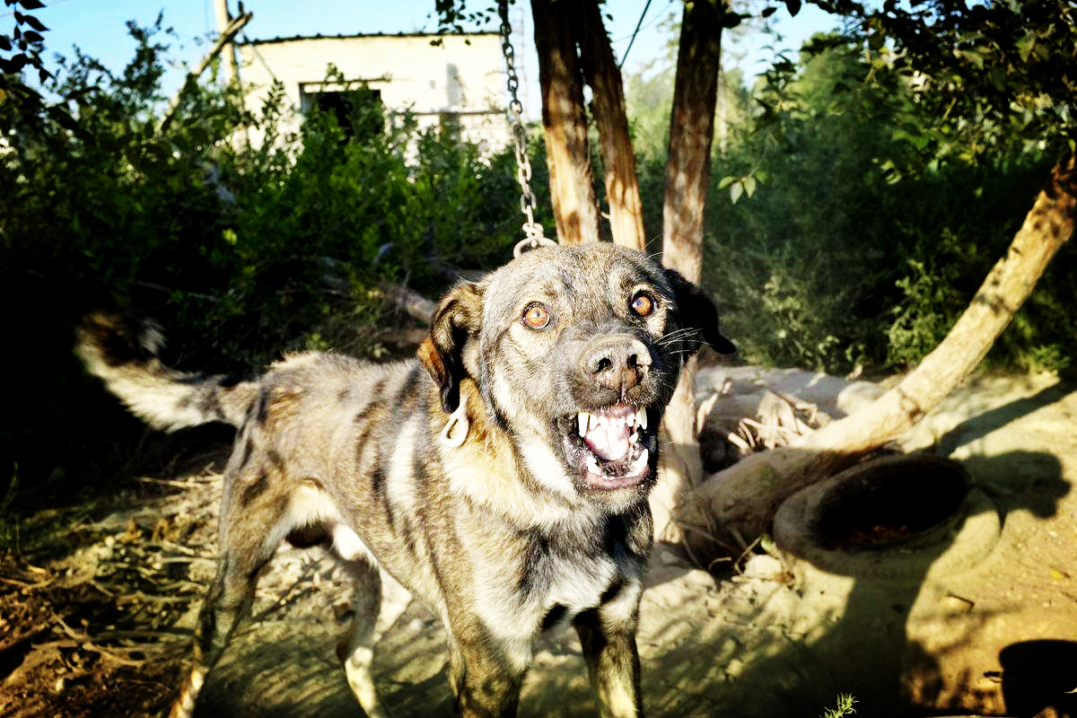 恶犬最新资源探究及应对之道