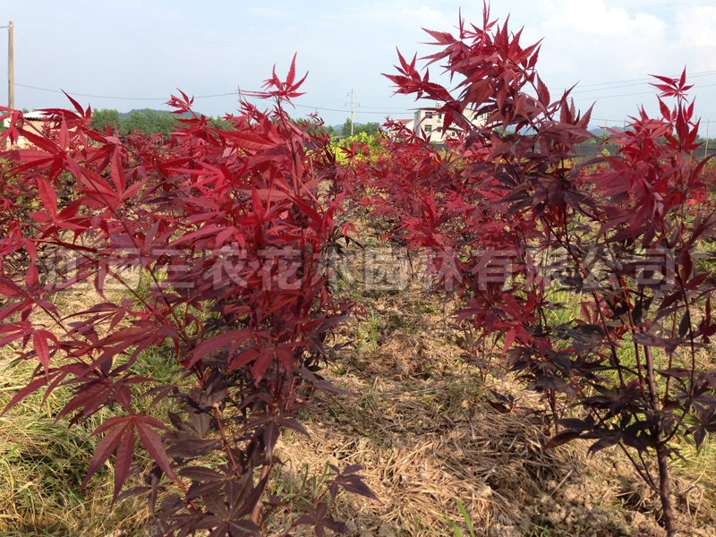 最新红枫苗，美丽景观与种植技术的完美融合