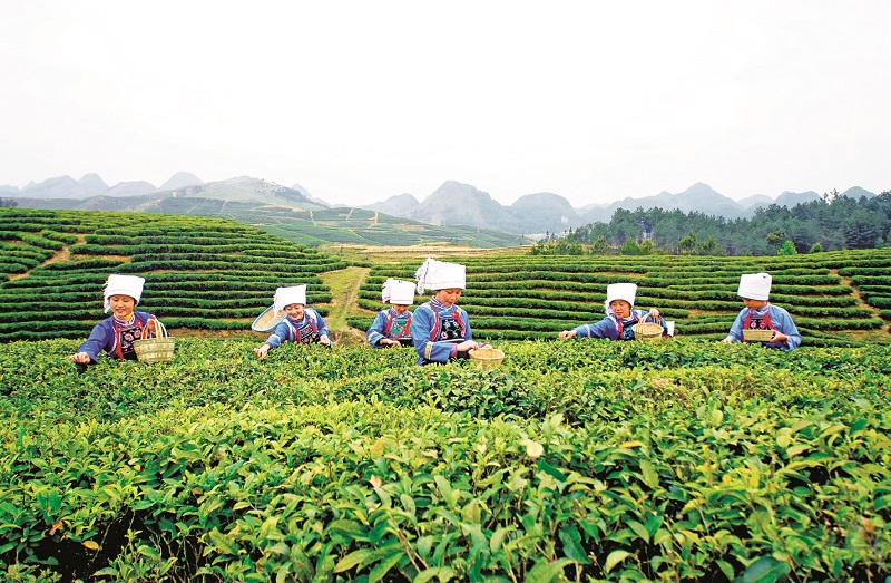 芙蓉茶场新任领导引领企业迈向卓越新高度