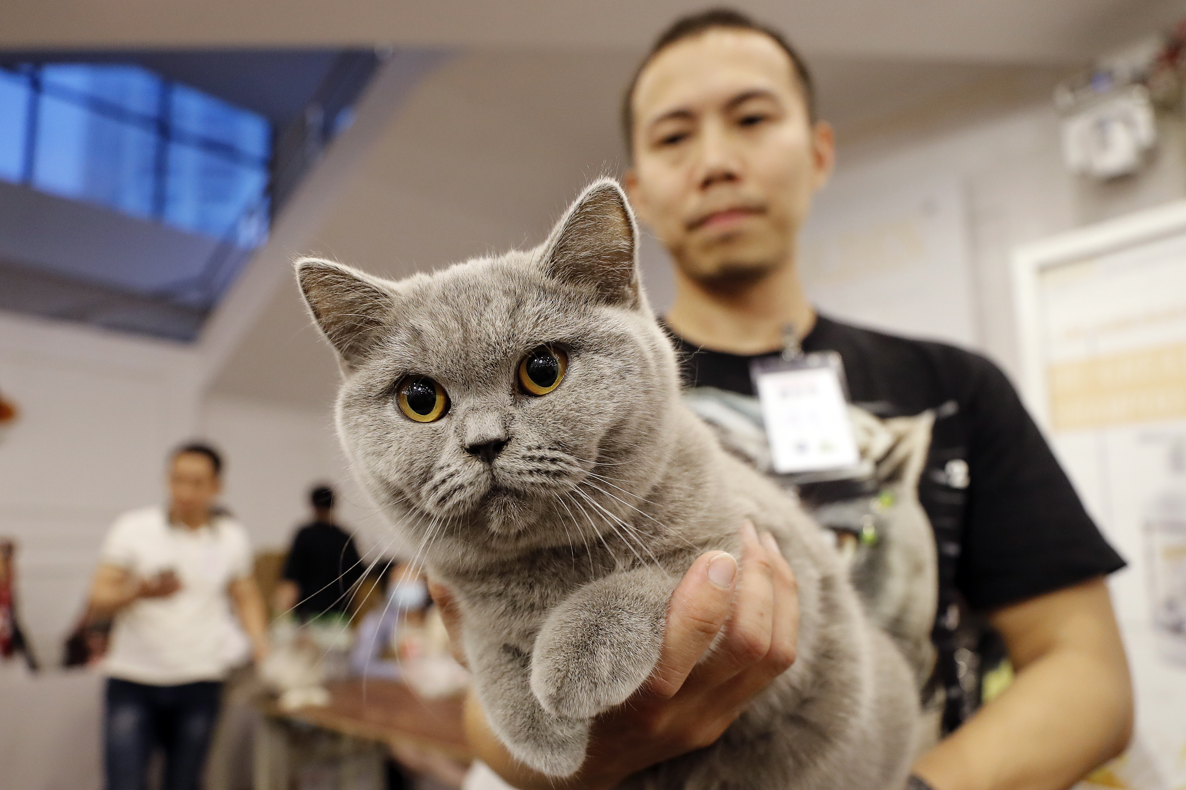 最新猫展，探索猫咪世界的精彩瞬间纪实